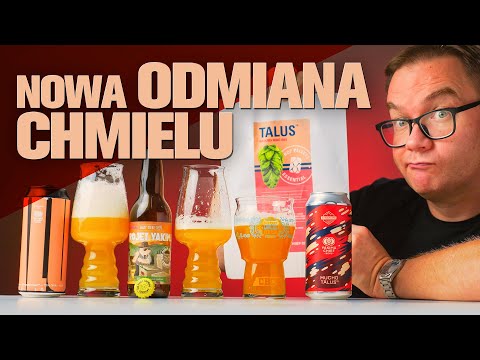 Chmiel Talus na przykładzie piw z: CRAK (ITA), Piggy Brewing (FRA) oraz Basqueland (ESP)