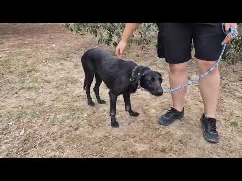 Vídeo de KOA
