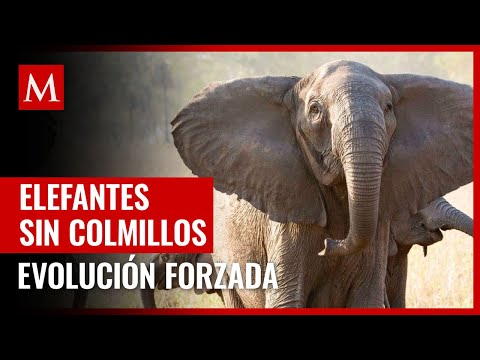 Caza Furtiva Obliga  a Los Elefantes A Evolucionar