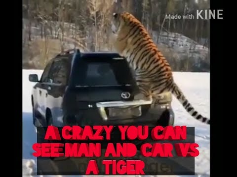 Crazy Car and Motorcycle race with tiger