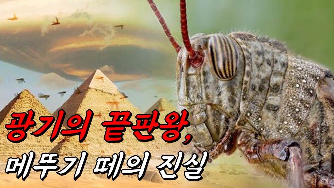 와..미쳤다..메뚜기가 황충이 되면 ○가 커진다고?｜왜 어떤 메뚜기들은 떼를 이루도록 진화했을까?