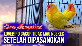 Download lagu Faktor Penyebab & Cara Mengatasi Lovebird Gacor Drop Tidak Mau Ngekek || Lovebird susah Gacor mp3