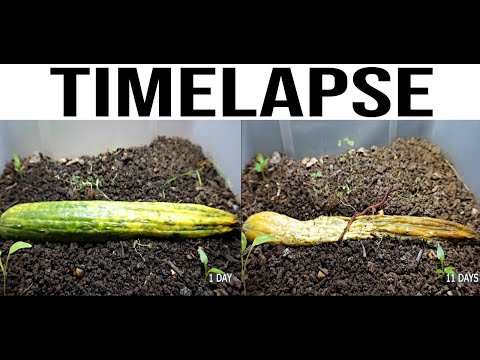Compost Worms Eating Cucumber Timelapse Video | Worms Vs Food !