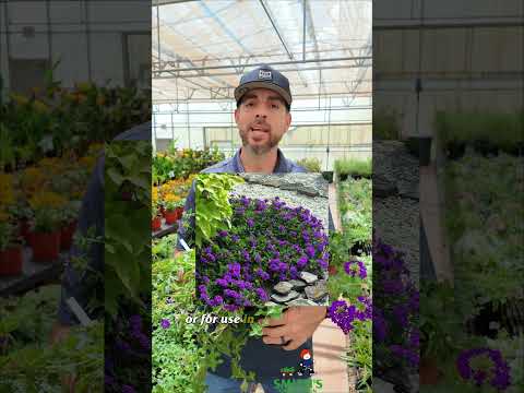 Warum ich von Homestead Purple besessen bin