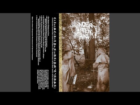 The Paladin's Unwavering Tread