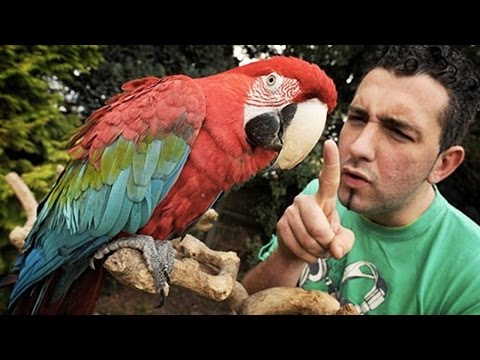 Drôles de perroquets, vous ne croirez pas que ces perroquets sont réels ! [drôles d'animaux]