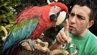 Miniature vidéo