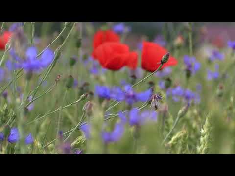 Sean Kyle - Independent Online Counsellor and Psychotherapist / Life Coach video.