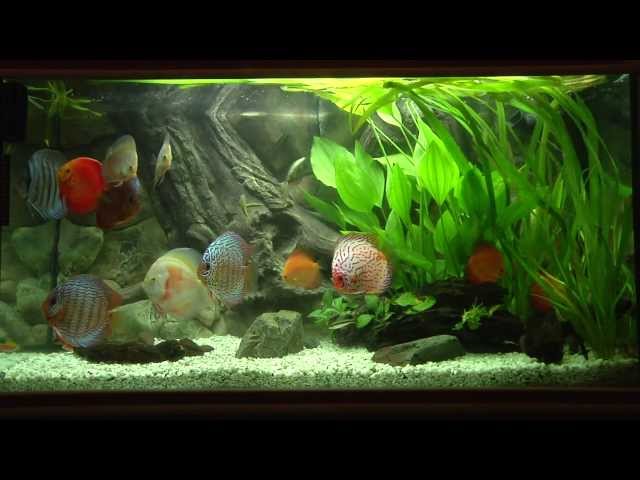 Discus Fish Tank