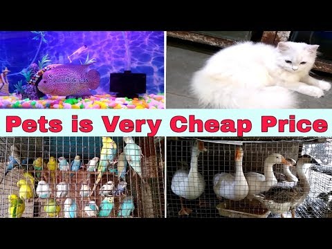 download lagu mp3 mp4 Pet Shop In Thane, download lagu Pet Shop In Thane gratis, unduh video klip Pet Shop In Thane