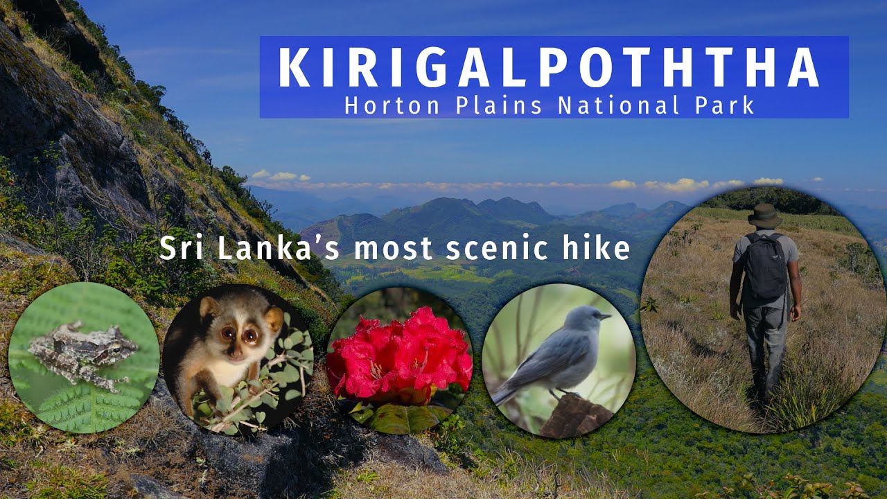 Discover the captivating highlights of Kirigalpoththa mountain hike.
