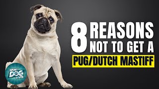 8 Reasons Why You Should Not Get a Pug