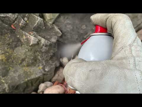Yellow Jackets Hiding Underneath Rocks in the Landscape Bed in Kendall Park, NJ