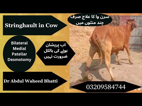 MPD/Bilateral medial patellar desmotomy/Saran ka Operation/Stringhalt in cow/Dr Abdul Waheed Bhatti