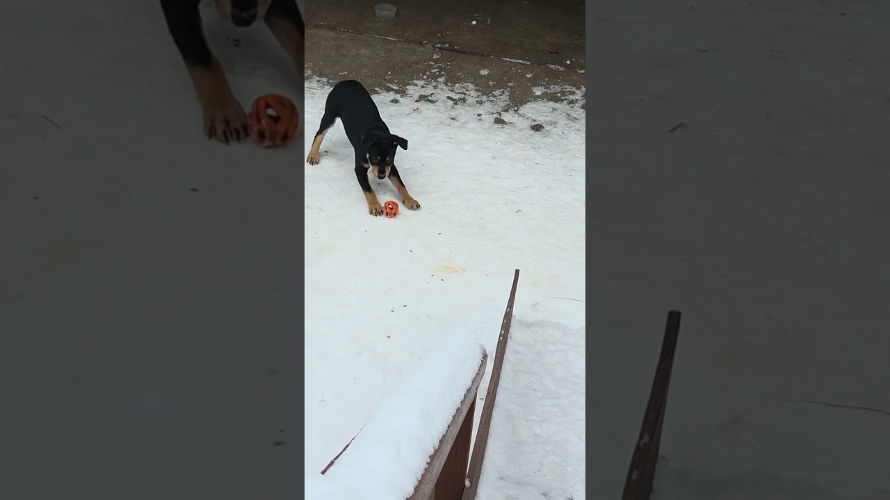 Enlarge Balsam, a ADOPTABLE mixed breed in Saint Paul, MN video 5/6