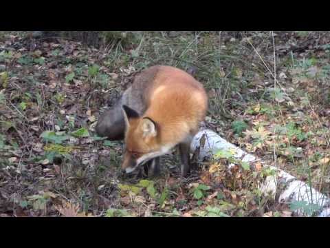 Fox sounds download and listen online Fox sounds download and listen online