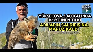 Yüksekova  ! Aç Kalınca Köye İnen Tilki Arıların Saldırısına Maruz Kaldı