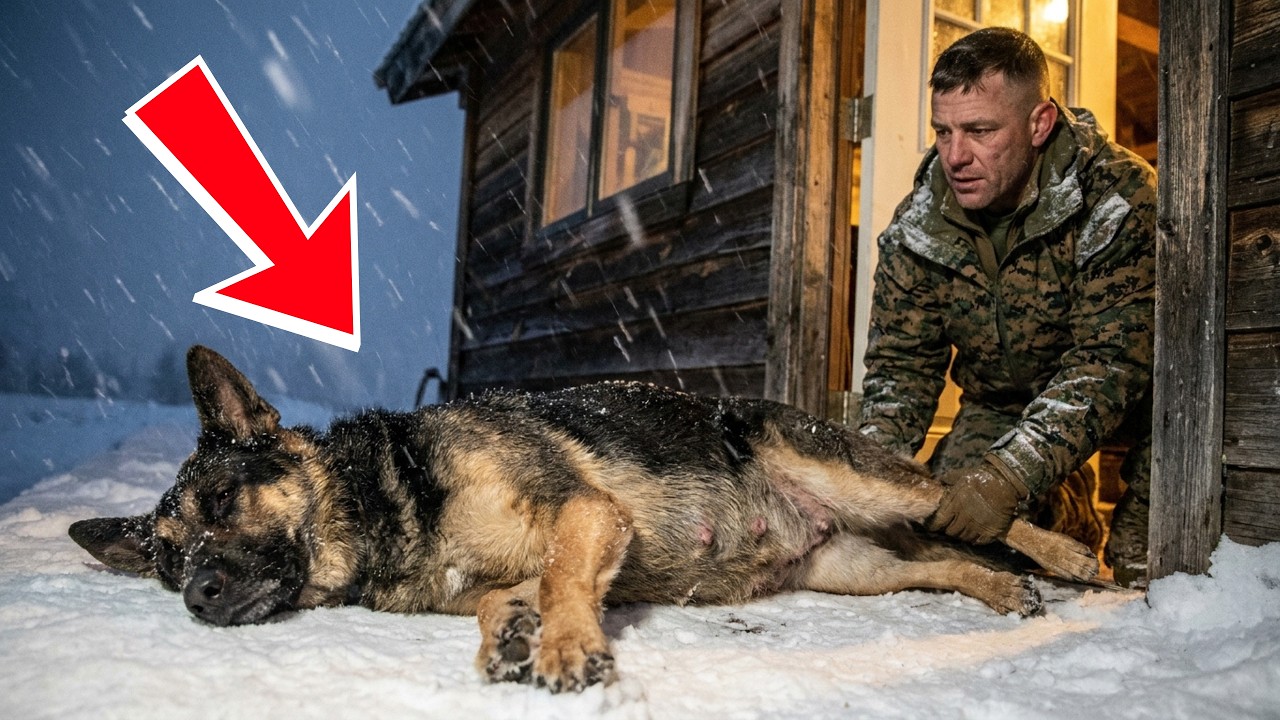 A U.S. Marine Sheltered a Pregnant German Shepherd in a Storm… and the Ending Will Melt Your Heart
