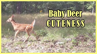Fawns - Trail Cam Tuesday August 6, 2024 - Baby deer Cuteness