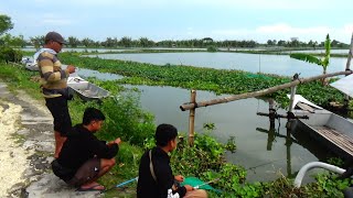 Download lagu The thrilling pull when I caught a big fish shocked many people fishing here. mp3