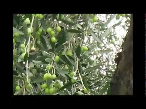 Azienda Agricola Morrone