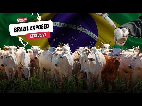 Undercover footage shows extent of illegal antibiotic trade in Brazil