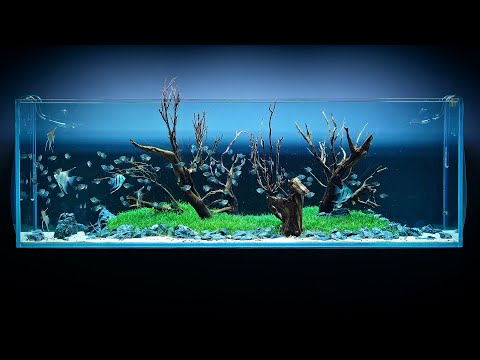 650 LITER ANGELFISH AQUASCAPE - 4K CINEMATIC - GREEN AQUA