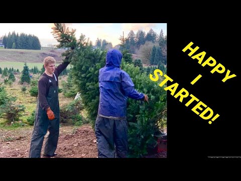 Christmas tree farming: The story of how and why I started.