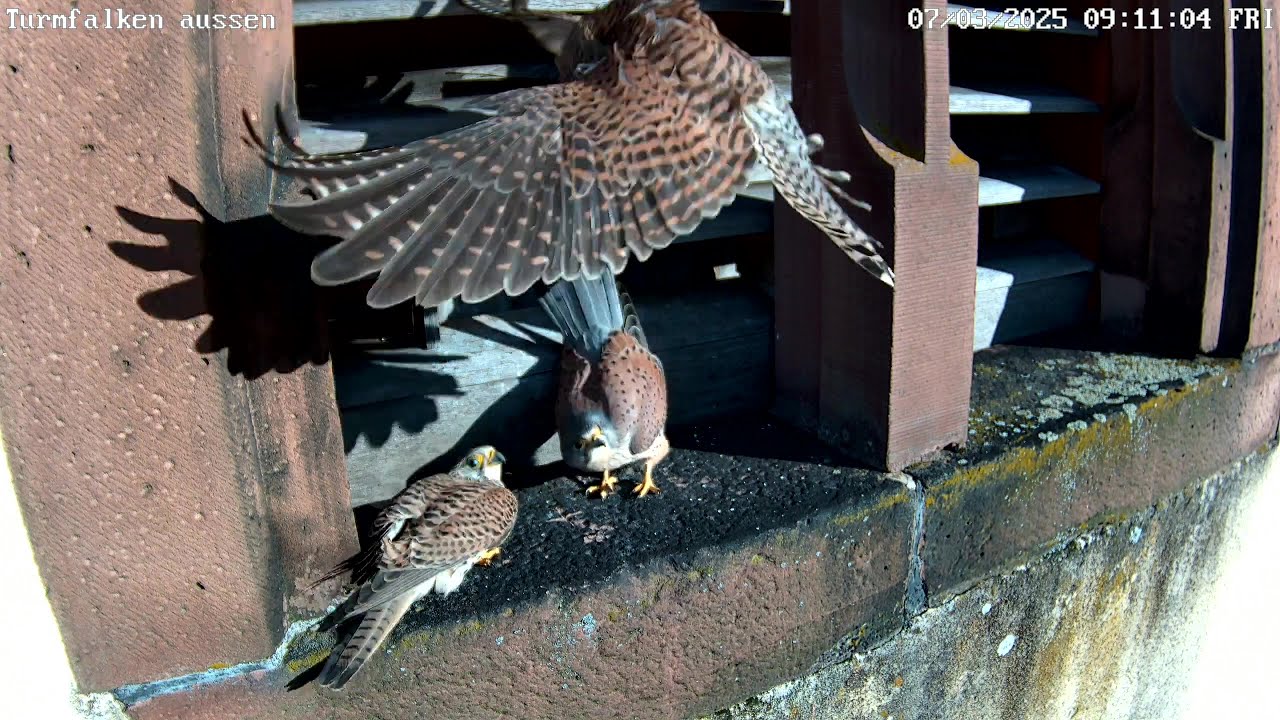 Turmfalke wird beim Fremdgehen erwischt? | 07.03.2025