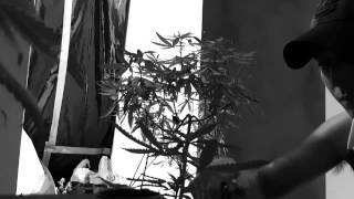 Abu Dhabi- 816 Boyz Ft. Krizz Kalico and Tech N9ne