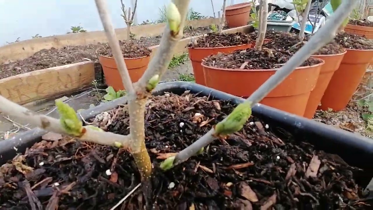 Fig - Mulberry Spring Update