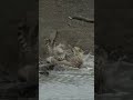 Nayak Nahi Khalnayak Jaguar Vs Crocodile Status Viralshorts Shortvideo