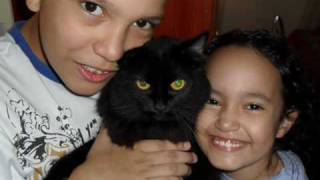 Historia de uma gata