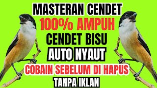 Download lagu Suara CENDET Gacor Banyak DICARI #1❗Masteran mp3