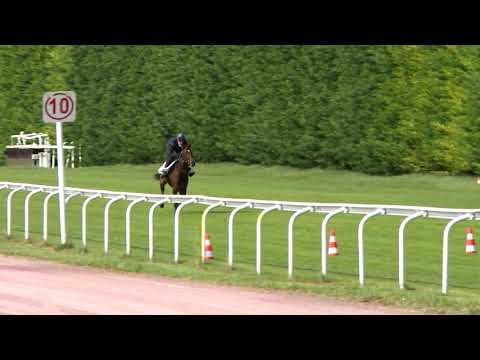 Breeze-Up Osarus 2020 - Lot 28