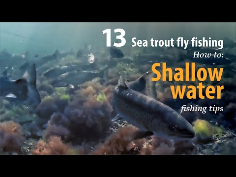 How to • Sea trout - Fly fishing •  In the shallow water • fishing tips