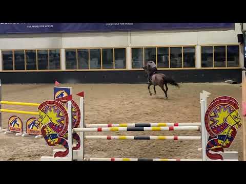 Kto Terminator - mare, 2017, Dominator Z x Cicero Z, training