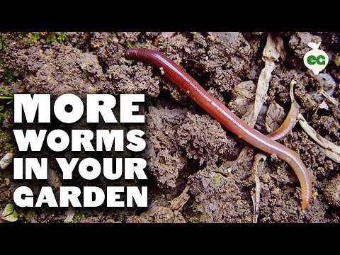 How to Attract More Earthworms To Your Garden (& Why They Matter)