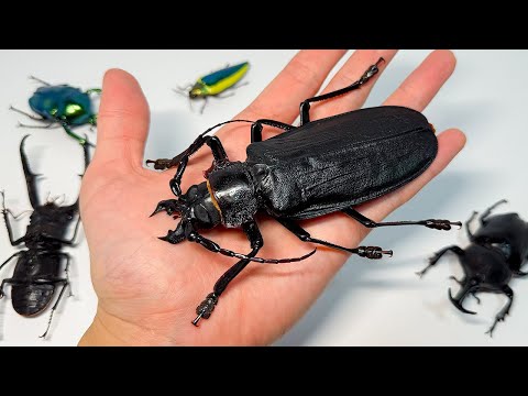 たのむ。嘘だと言ってくれ。。。