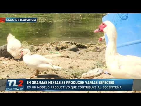 Producción de granjas mixtas en Lago de Ilopango | Teledos | El Salvador