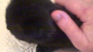 preview picture of video 'Day Two of My Kitten's  Adventures! Update On Sick One'