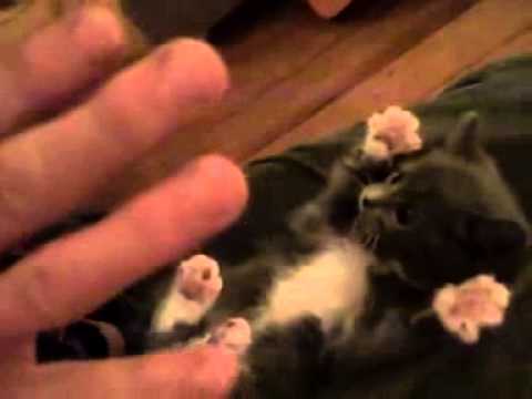 Funny cat so cute by:Ian Bernard G. Aliviado