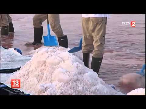 La récolte de la fleur de sel, créatrice d'emplois en Camargue