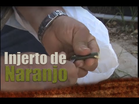 Injerto de naranjo o limonero