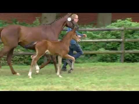 Hf v First Ampere x Rhodium