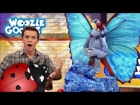 Deshalb sind Insekten wichtig! I GANZE FOLGE