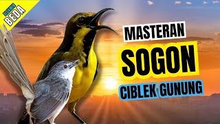 Download lagu Masteran Sogon Bren Ak 47 | Masteran Sogon Ngebren Suara Jernih #masteransogon mp3