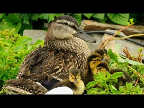 Ducklings First Time Swim In Creek