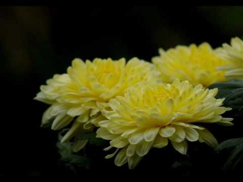 Łysy FRB feat Naughty -Kraina Cienia