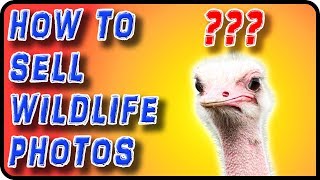How to Sell Wildlife Photos - Stock Photography Ep. 28
